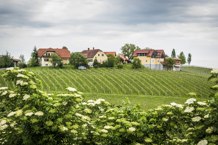 Weingut Reichmann