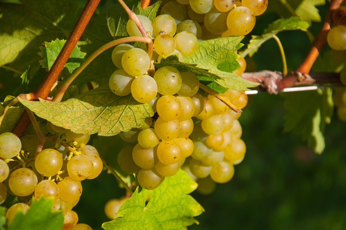 Die Weinlese im Garten der Weinkönigin