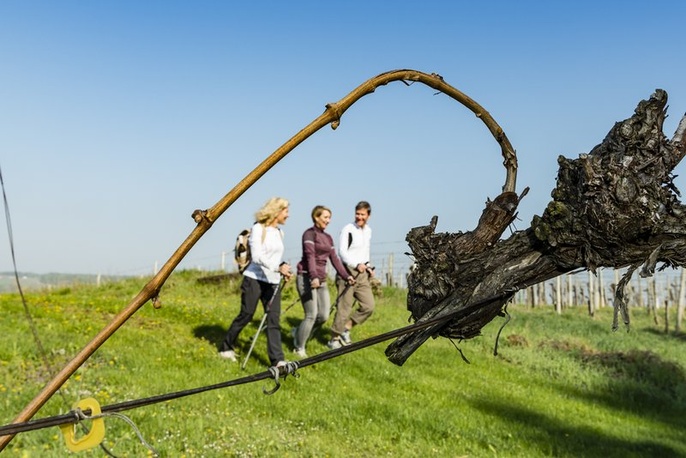 Wandern beim Wein Wandern beim Wein