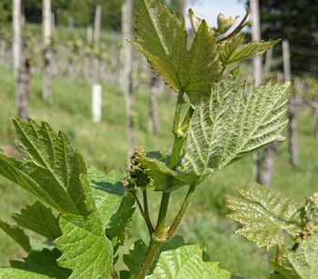 Frühling im Weingarten