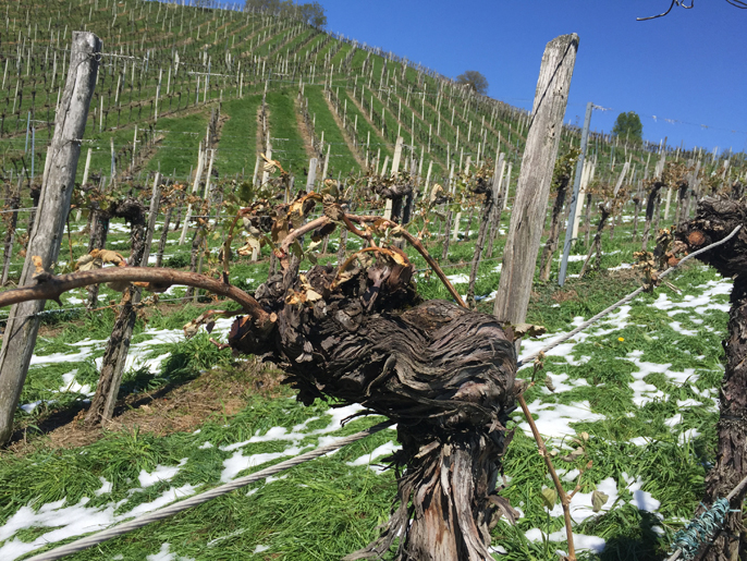 Aktuelles zum Weinbau Aktuelles zum Weinbau